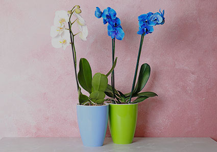 Prendre soin de son orchidée : arrosage conseils d'entretien