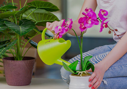 Prendre soin de son orchidée : arrosage et conseils d'entretien
